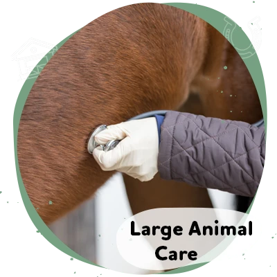 Large Animal Care